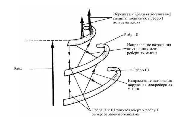 Рис 11 Движение вверх верхней части грудной стенки во время вдоха 21 Свежий - фото 14