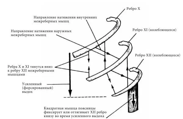 Рис 12 Движение вниз нижней части грудной стенки во время усиленного выдоха - фото 15