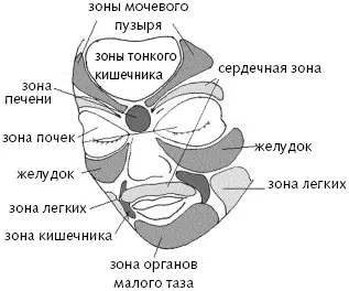 Рис 1 Зоны подобия на лице Вслед за восточными врачами и выдающимися русскими - фото 1