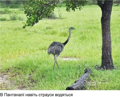 Любов і піраньї - фото 22
