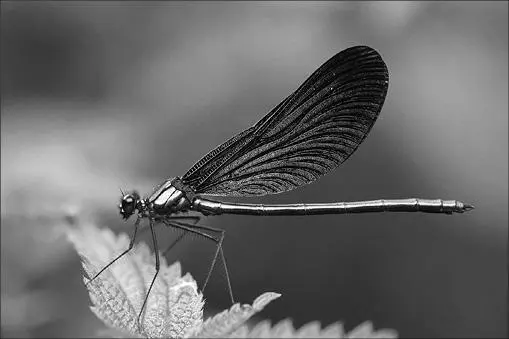 Рис 12Стрекоза Calopteryx virgo Развитый мозг птиц вывел чувство красоты на - фото 12