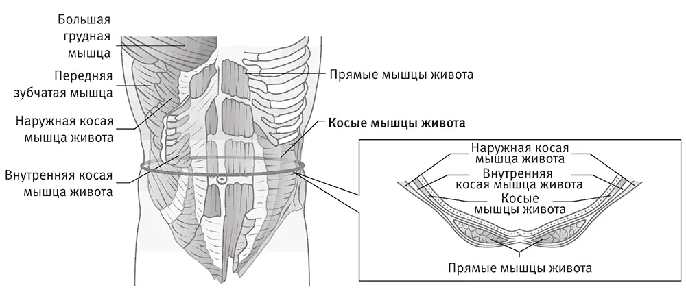 Поза срыгивающей кошки Увы результатом постоянного смеха в тренажерном зале - фото 44