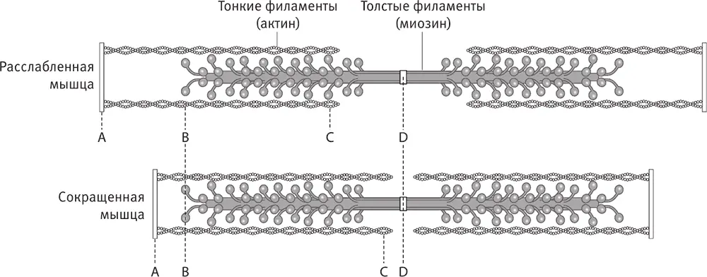 Оказалось что обе мои хромосомы одна от мамы вторая от папы Ферриса - фото 50