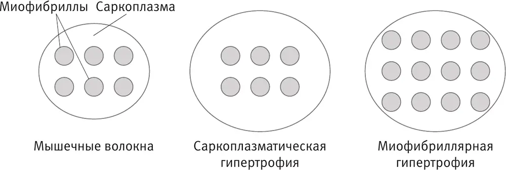 Все мышечные волокна состоят из двух основных частей миофибрилл - фото 67