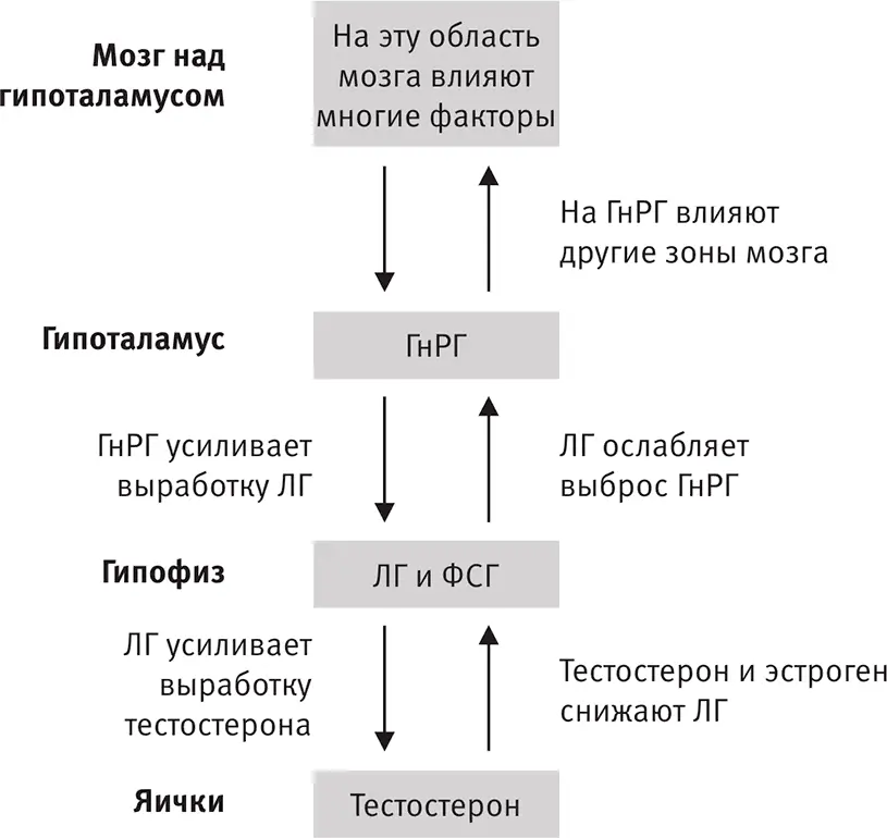 Ось гипоталамус гипофиз тестостерон ОГГТ Значит инъекций ХГЧ достаточно - фото 76