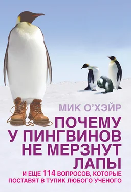 Мик О'Хэйр Почему у пингвинов не мерзнут лапы? И еще 114 вопросов, которые поставят в тупик любого ученого обложка книги