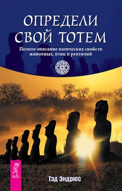 Тэд Эндрюс Определи свой тотем. Полное описание магических свойств животных, птиц и рептилий обложка книги