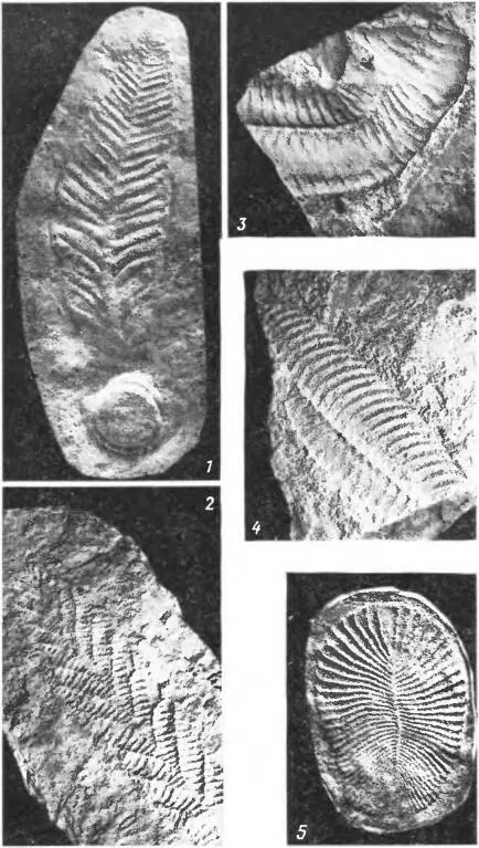 Рис 3 Бесскелетные ископаемые венда 1 Charniodiscus 23 натуральной - фото 3