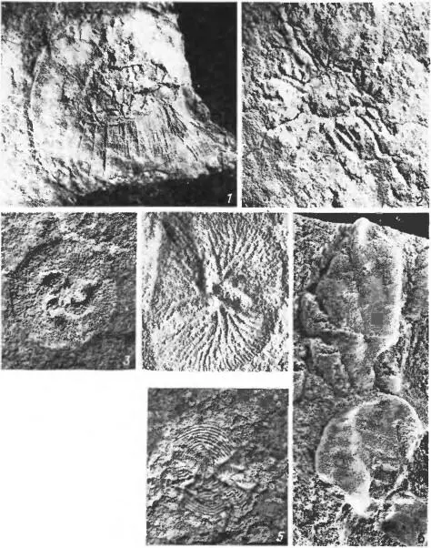 Рис 4 Бесскелетные ископаемые венда 1 Protodipleurosoma 35 натуральной - фото 4