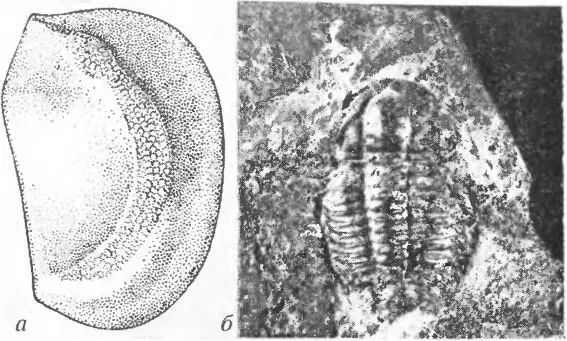 Рис 15 Представители раннекембрийских членистоногих а Cambria Crustacea - фото 15