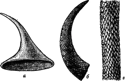 Рис 23 Конодонтоподобные формы а Fomitchella 60 б Rhombocorniculum - фото 25
