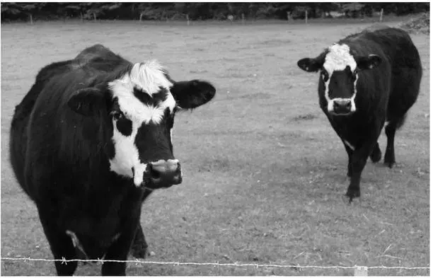 They come out from behind the barn as though something is going to happen and - фото 1