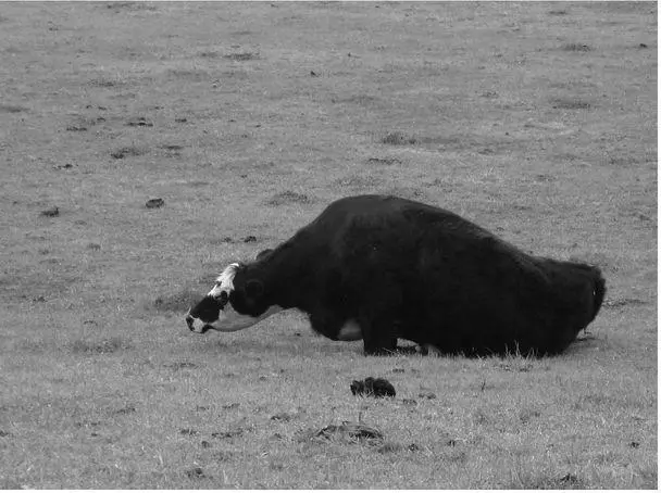 They come out from behind the barn as though something is going to happen and - фото 3