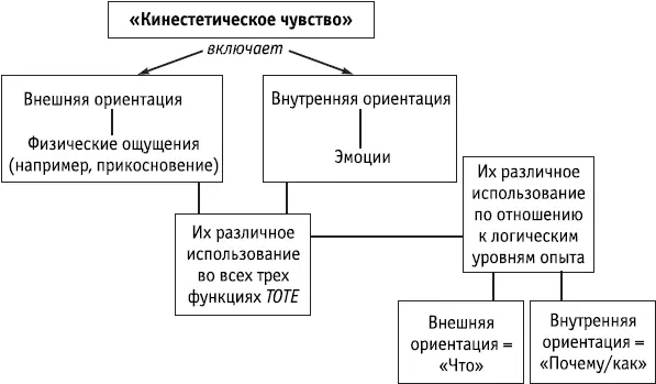 Ключевые положения Чувства отбирают различные виды информации в зависимости от - фото 50