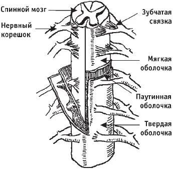 Рис 15Спинной мозг с оболочками и зубчатой связкой ТВЕРДАЯ ОБОЛОЧКА СПИННОГО - фото 20