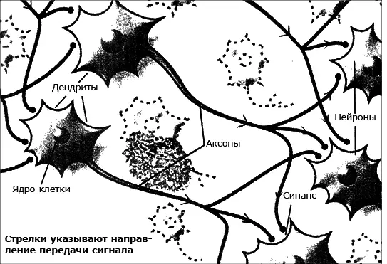 Рис 2 Работа нейронных систем мозга В месте встречи между аксоном и - фото 8