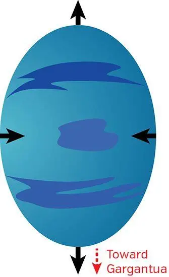 Fig 61 Gargantuas tidal gravitational forces stretch and squeeze Millers - фото 50