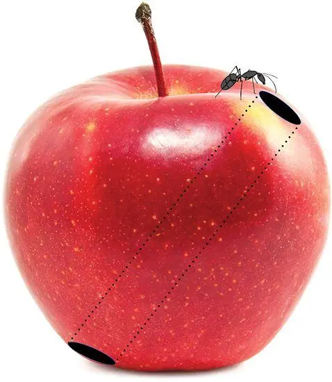 Fig 141 An ant explores a wormholeendowed apple The apples delicious - фото 108