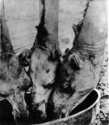 Верблюды и жирафы на водопое Джой Адамсон с львятами - фото 35
