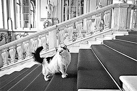 Эрмитажные коты Кошка на фресках лоджии Рафаэля 12 марта 1750 г в Новом - фото 516