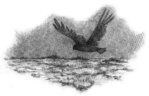 19 It was a moonless night out on the marsh The two trackers Ricker the - фото 26