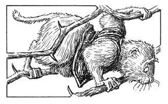 Yoofus Lightpaw was a water vole Chubbyfaced and snubnosed with long - фото 18