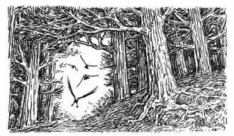 Gulo was making heavy going of the chase Slowing down he fell to the back of - фото 32