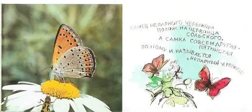 Самец непарного червонца похож на червонца Сольского А самка совсем другая - фото 16
