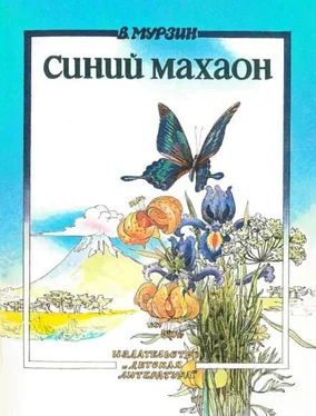 Владимир Мурзин Синий махаон обложка книги