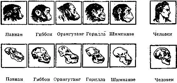 Человек близкий родственник современных высших обезьян Однако несмотря на - фото 5