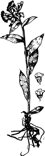 Рис 33 Медуница мягчайшая Мелисса лекарственная Melissa officinalis L - фото 33