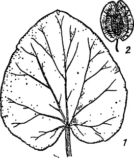 Рис 41 Ревень компактный 1 лист 2 плод Резуха висячая Arabis pendula - фото 41