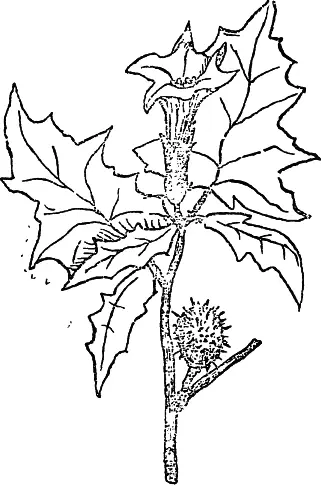 Рис 66 Дурман обыкновенный Чемерица Лобеля кукольник рис 67 Veratrum - фото 66