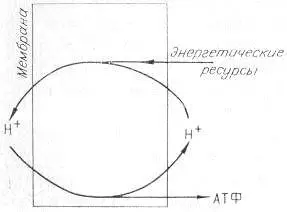 Рис 6 Схема энергодающего протонного цикла Одной из главных особенностей - фото 7