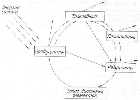 Рис 8 Схема биотического круговорота и потоков энергии через основные звенья - фото 9