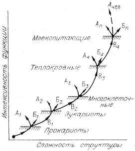 Рис 19 Общая схема относительного изменения структуры и функции организмов в - фото 30