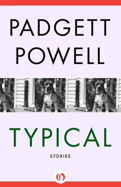 Padgett Powell Typical: Stories обложка книги