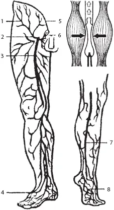 Рис 12 Кожные вены нижней конечности вид спереди и сзадии схема мышечного - фото 21