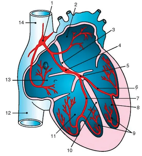 Рис 20Схема проводящей системы сердца 1 синуснопредсердныйузел 2 левое - фото 119