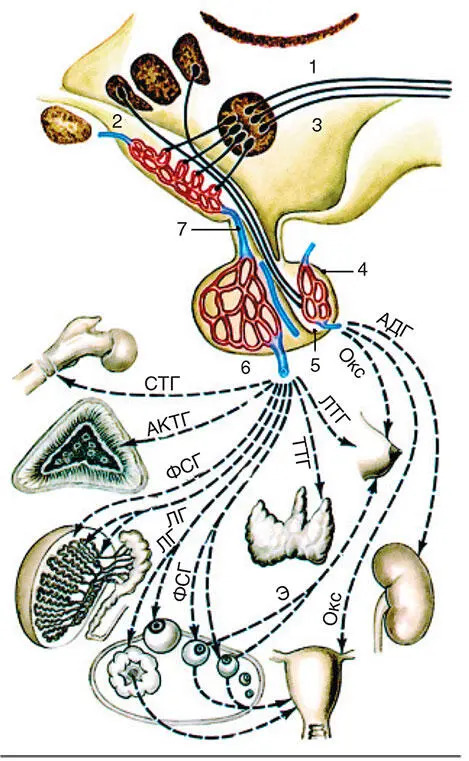 Рис 24Схема взаимовлияний органов гипоталамогипофизарной системы по Б В - фото 123