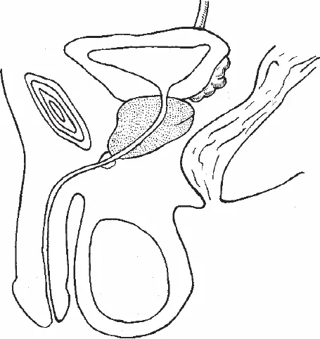 Рис 1 Структурно простата состоит из 3050 ацинусов мелких гроздевидных - фото 1