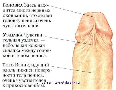 ЧАСТЬ 2 ЖЕНСКИЕ ПОЛОВЫЕ ОРГАНЫ Наружные женские половые органы и кожа вокруг - фото 255