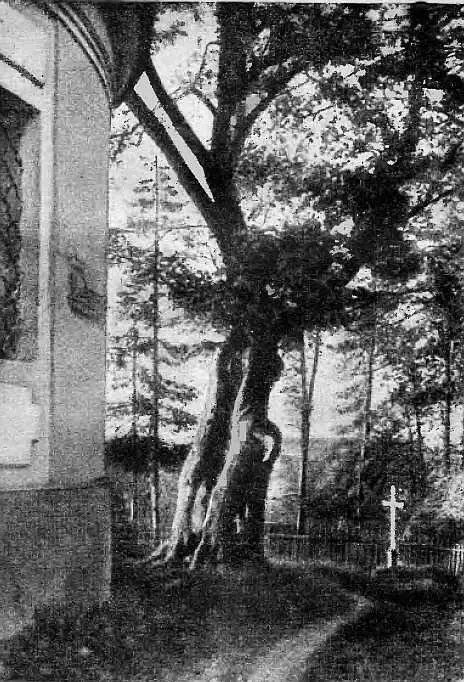Середниково Вяз Лермонтова Фотография Литературный музей Москва Е А - фото 16
