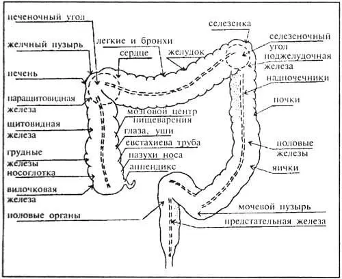 Рис 20а Схема соотношения участков толстой кишки с анатомическими центрами и - фото 24