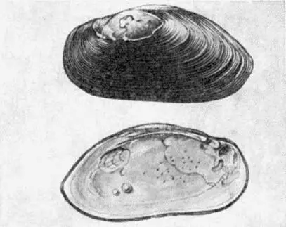 Створки пресноводной жемчужницы Margaritana margaritifera с двумя жемчужинами - фото 7
