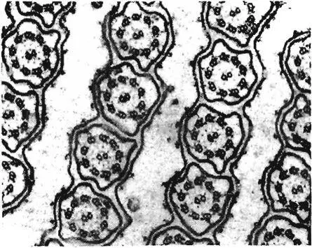 Cell with cell wall The cell wall is a place in its own right We have - фото 194