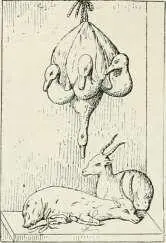 Fig 264 Canards et gibier Daprès uut peiiUure de Pompéi mais - фото 250
