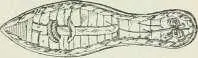 Fig 42o bemello égyptienne Quelqaefois les sandales égyptiennes - фото 409