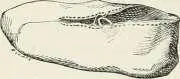 Fig 441 Soulier égyptien saus semelle lacet ou dun cordon qui était - фото 424