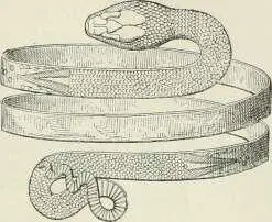 Fig 190 Bracelet en spirale serpent découvert à Pompéi écailles sont - фото 472